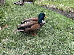 Anas platyrhynchos domesticus