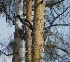 Corvus cornix