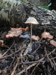 Entoloma exile