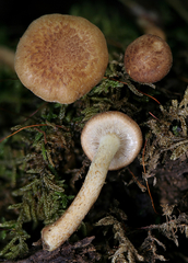 Pholiota stratosa