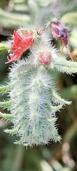 Echium angustifolium