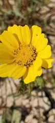 Glebionis coronaria