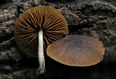 Bolbitius viscosus