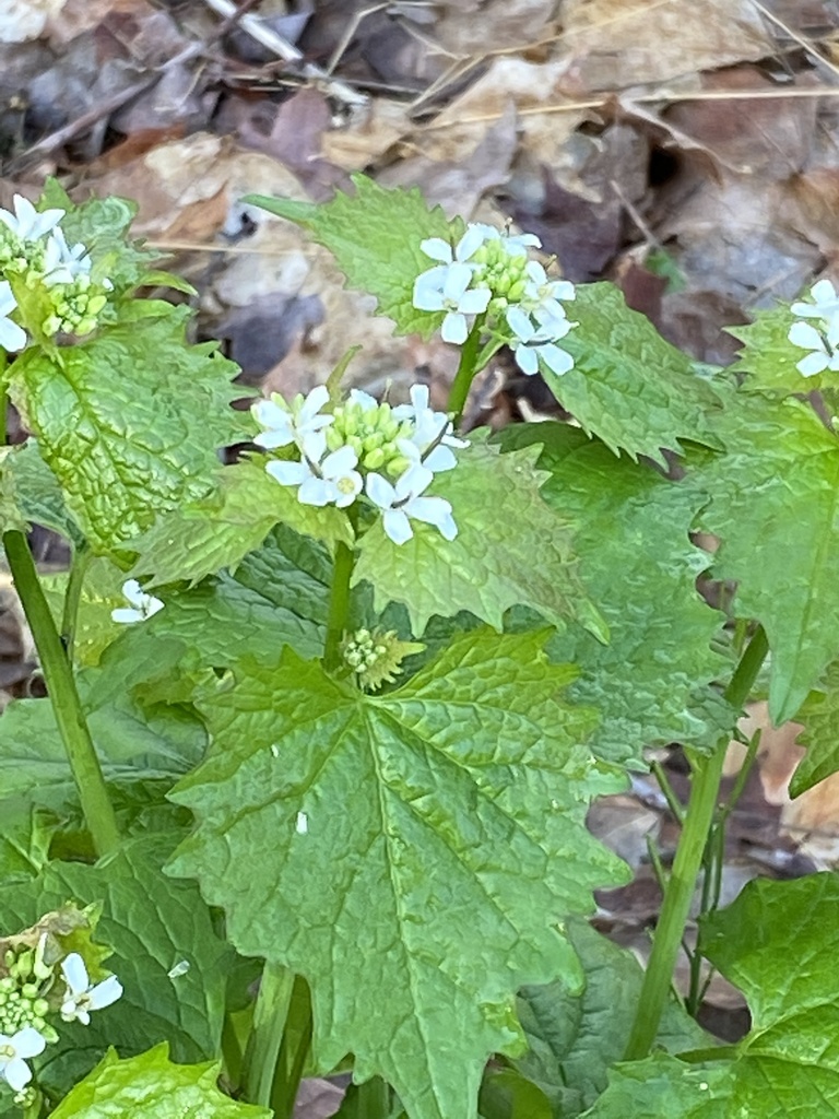 garlic mustard from CherokeeSeneca, Louisville, KY, USA on April 22