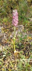 Anacamptis coriophora