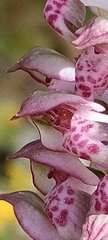 Anacamptis coriophora