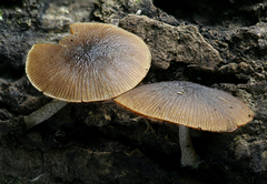 Bolbitius viscosus