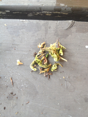 Homalothecium aureum