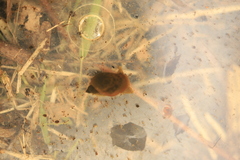 Ampullaceana balthica