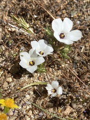 Linanthus parryae