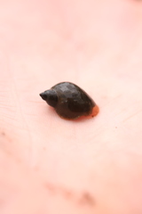 Ampullaceana balthica