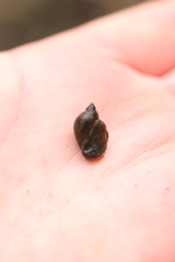 Ampullaceana balthica