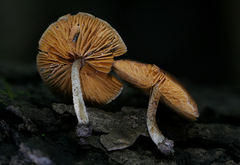 Bolbitius viscosus