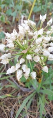 Allium neapolitanum