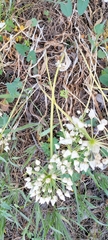 Allium neapolitanum