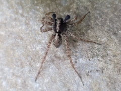 Pardosa