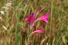 Gladiolus illyricus