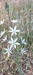 Ornithogalum