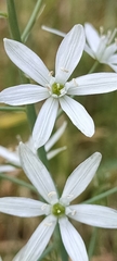 Ornithogalum