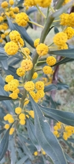 Acacia saligna