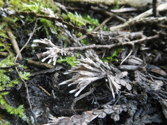 Thelephora penicillata