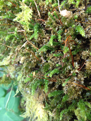 Plagiomnium venustum