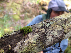 Ulota obtusiuscula