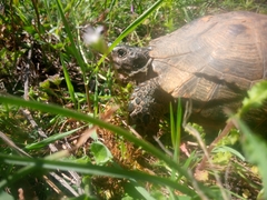 Testudo graeca