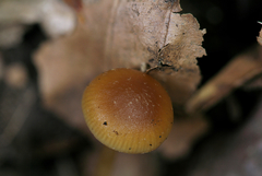 Galerina sideroides