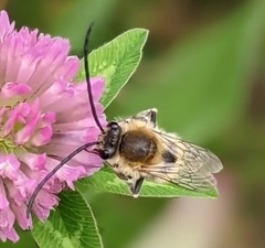 Eucera longicornis