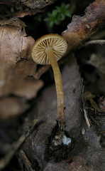 Galerina sideroides