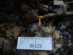 Galerina sideroides