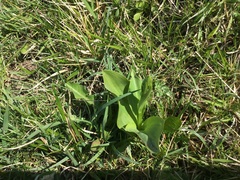 Platanthera chlorantha