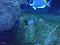 Chaetodon decussatus