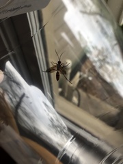 Hymenoptera