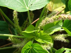 Acalypha grandibracteata