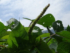 Acalypha grandibracteata