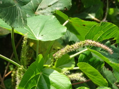 Acalypha grandibracteata