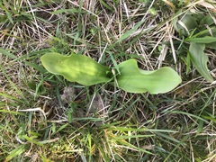 Platanthera chlorantha