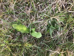 Platanthera chlorantha