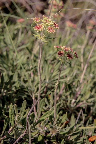 parsnipflower buckwheat