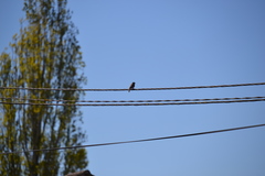 Phoenicurus ochruros