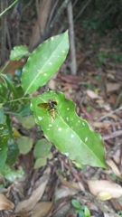 Polistes cavapytiformis