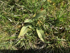 Ophrys apifera