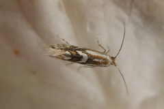 Phyllonorycter blancardella