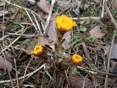 Tussilago farfara