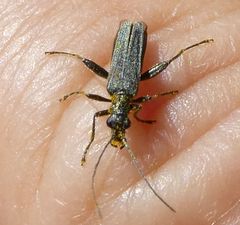Oedemera