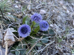 Globularia bisnagarica