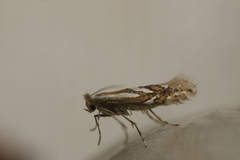 Phyllonorycter blancardella