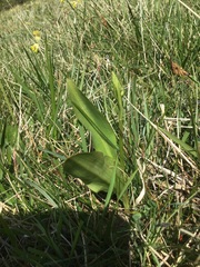 Platanthera chlorantha